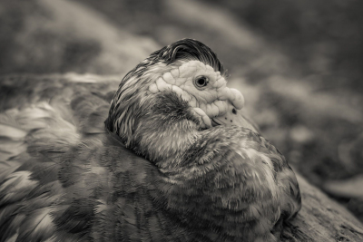 And-Hof Animal Sanctuary