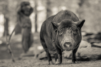 And-Hof Animal Sanctuary