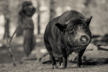 And-Hof Animal Sanctuary