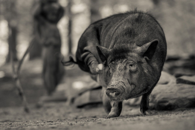 And-Hof Animal Sanctuary