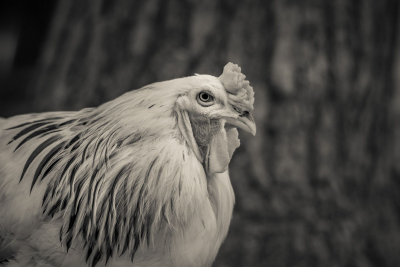 And-Hof Animal Sanctuary