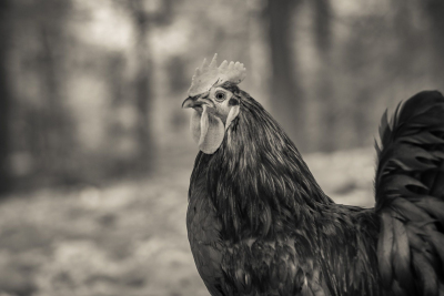 And-Hof Animal Sanctuary