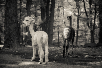 And-Hof Animal Sanctuary