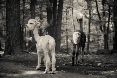 And-Hof Animal Sanctuary