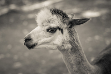 And-Hof Animal Sanctuary
