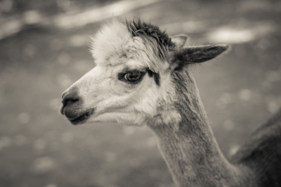And-Hof Animal Sanctuary