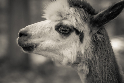 And-Hof Animal Sanctuary