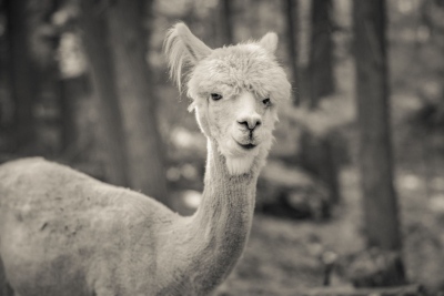 And-Hof Animal Sanctuary