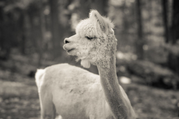 And-Hof Animal Sanctuary