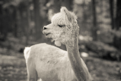 And-Hof Animal Sanctuary