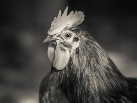 And-Hof Animal Sanctuary