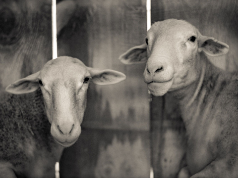 And-Hof Animal Sanctuary