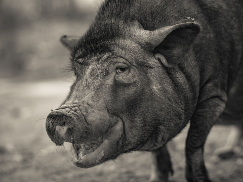 And-Hof Animal Sanctuary