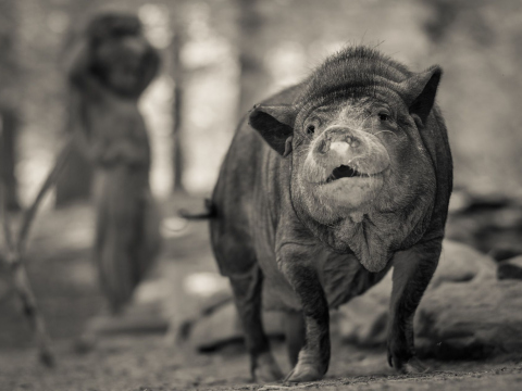 And-Hof Animal Sanctuary