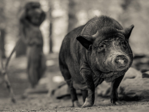 And-Hof Animal Sanctuary