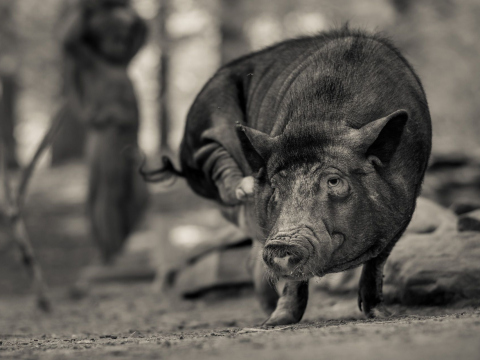 And-Hof Animal Sanctuary