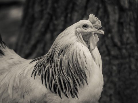And-Hof Animal Sanctuary