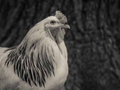 And-Hof Animal Sanctuary