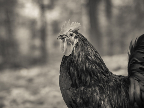 And-Hof Animal Sanctuary