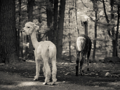 And-Hof Animal Sanctuary