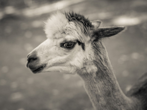 And-Hof Animal Sanctuary