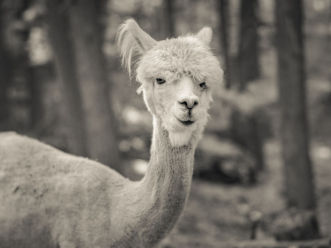 And-Hof Animal Sanctuary