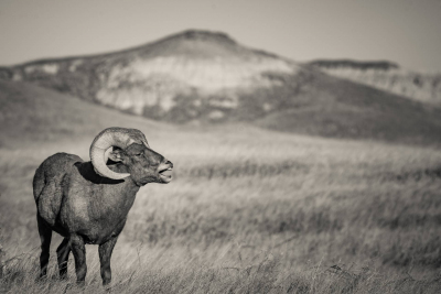 Badlands SD
