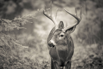 Big Smoky Mountains, TN