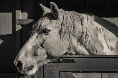 Peace Hill Farm
