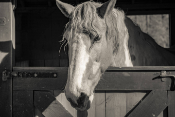 Peace Hill Farm