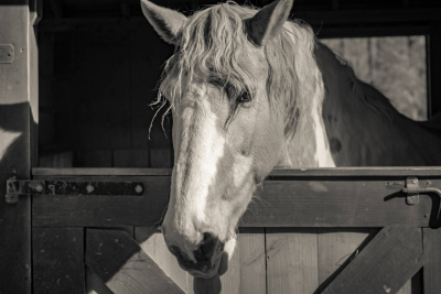 Peace Hill Farm