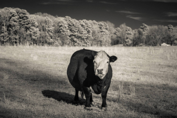 Peace Hill Farm