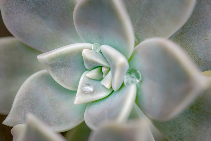 Silent Bloom, Taitung, Tawain