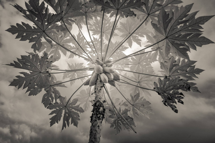 Perseverance in Ripening, Taiwan
