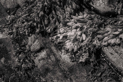NE-09-2025-BW-00379