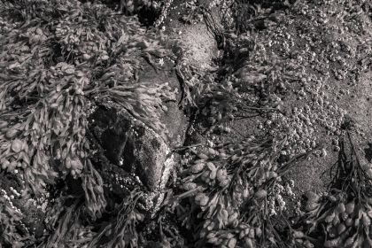 NE-09-2025-BW-00382