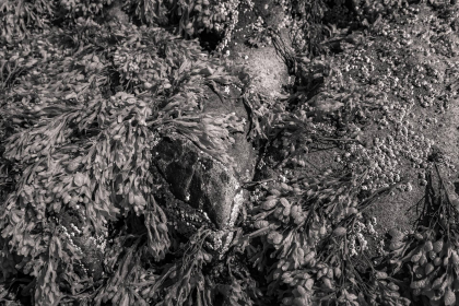 NE-09-2025-BW-00386