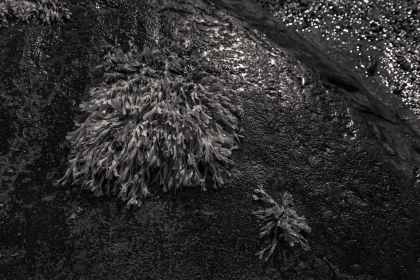 NE-09-2025-BW-00396