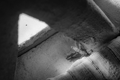 2026-02-FF-20150225-DSC01994-US2026-Trip-Full-Spectrum150225