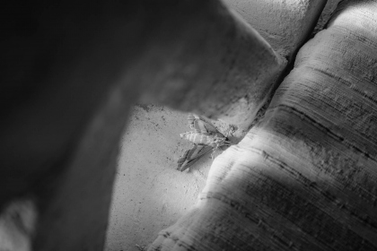 2026-02-FF-20150225-DSC01999-US2026-Trip-Full-Spectrum150225