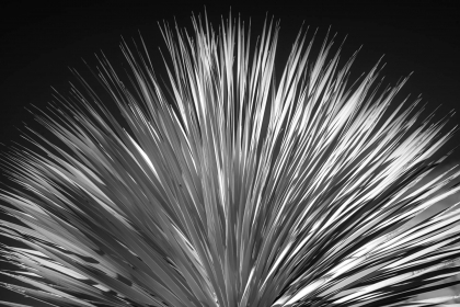 2026-02-FF-20150319-DSC02444-US2026-Trip-Full-Spectrum150319