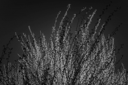 2026-02-FF-20150319-DSC02449-US2026-Trip-Full-Spectrum150319