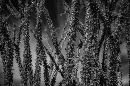 2026-02-FF-20150321-DSC02492-US2026-Trip-Full-Spectrum150321