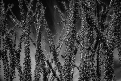 2026-02-FF-20150321-DSC02493-US2026-Trip-Full-Spectrum150321