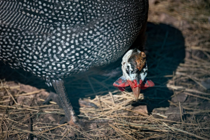 2026-02-FF-20251226-DSC00439-US2026-NM-CA-AZ251226