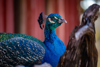 2026-02-FF-20251226-DSC00463-US2026-NM-CA-AZ251226