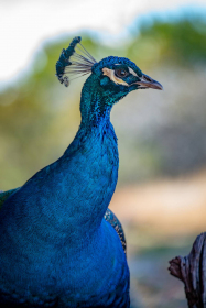 2026-02-FF-20251226-DSC00478-US2026-NM-CA-AZ251226