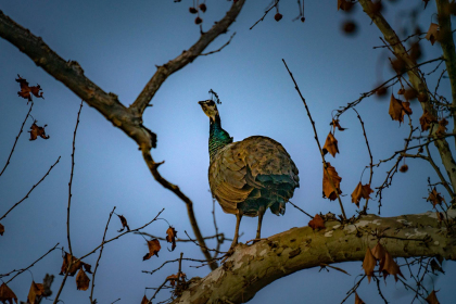 2026-02-FF-20251226-DSC00561-US2026-NM-CA-AZ251226