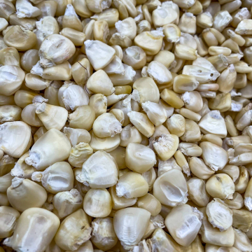 2026-02-IMG_0439251218