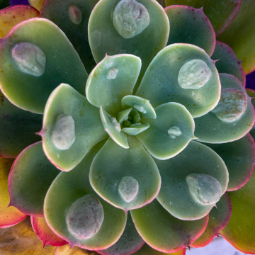 2026-02-IMG_0507251219